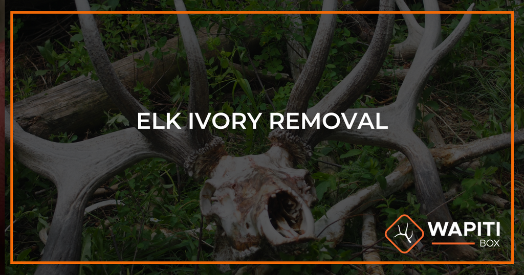 How to Remove Elk Ivories: 8 Easy Steps