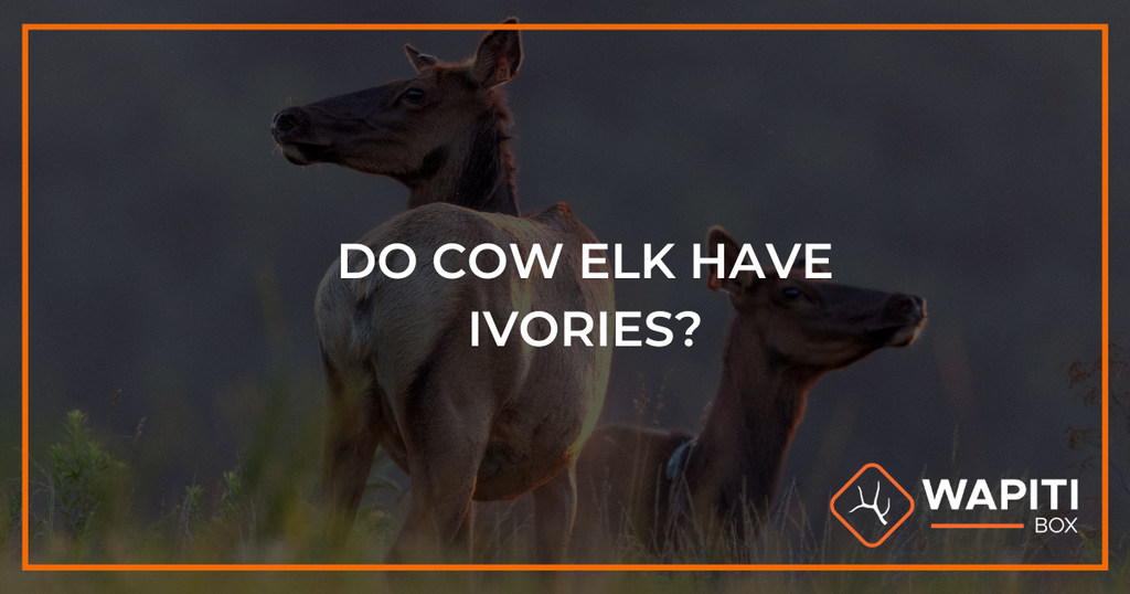 Do Cow Elk Have Ivories?