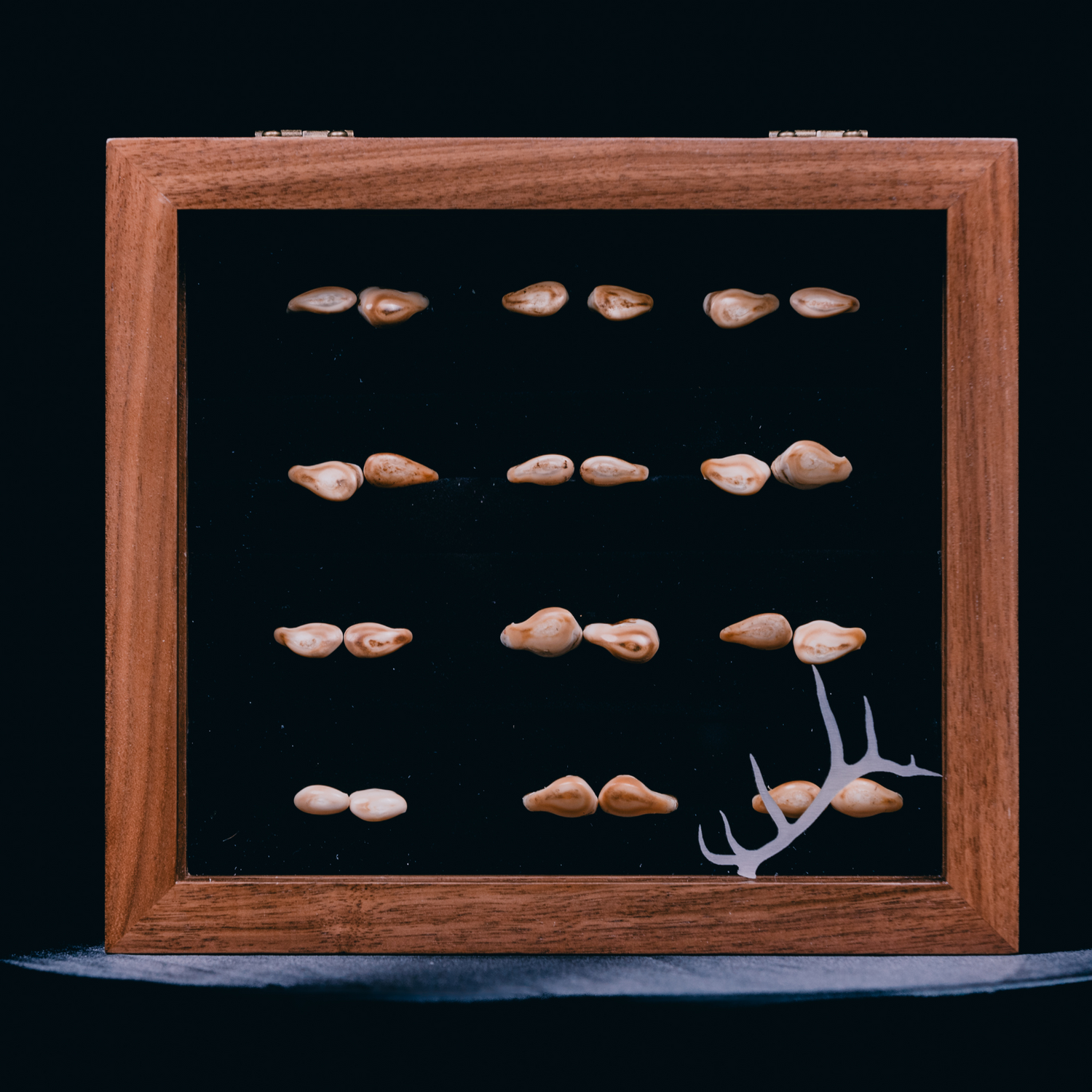 elk ivory display