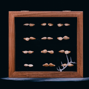 elk ivory display