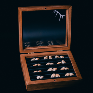 elk ivory display